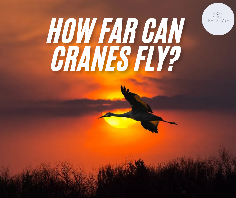 How Far Can Cranes Fly?