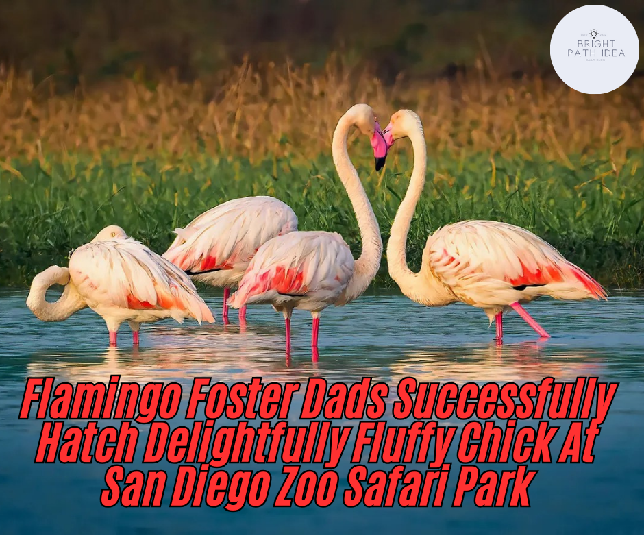 Flamingo Foster Dads Successfully Hatch Delightfully Fluffy Chick At San Diego Zoo Safari Park