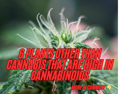 6 Plants other than Cannabis that are High in Cannabinoids