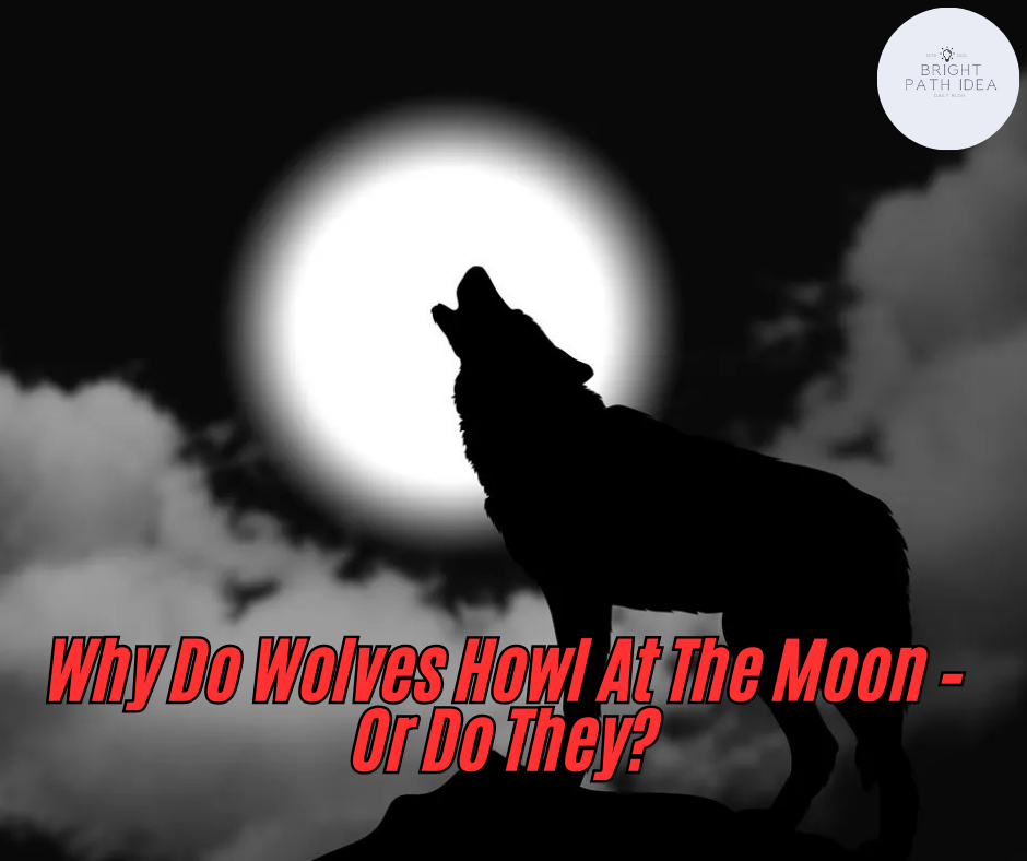 Why Do Wolves Howl At The Moon – Or Do They?