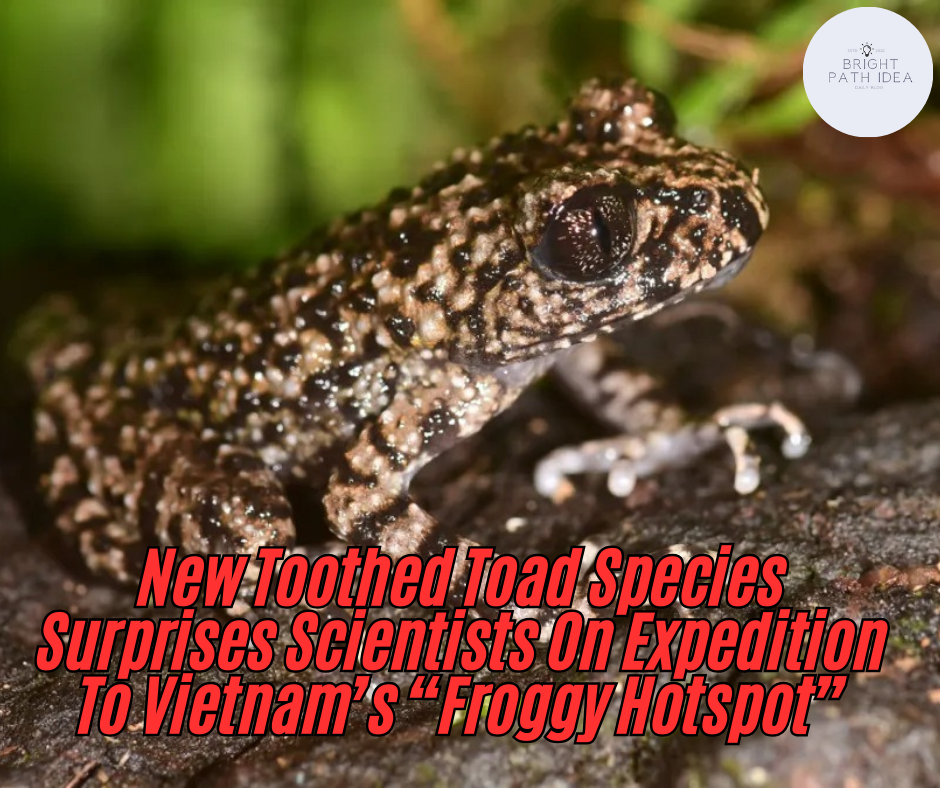 New Toothed Toad Species Surprises Scientists On Expedition To Vietnam’s “Froggy Hotspot”