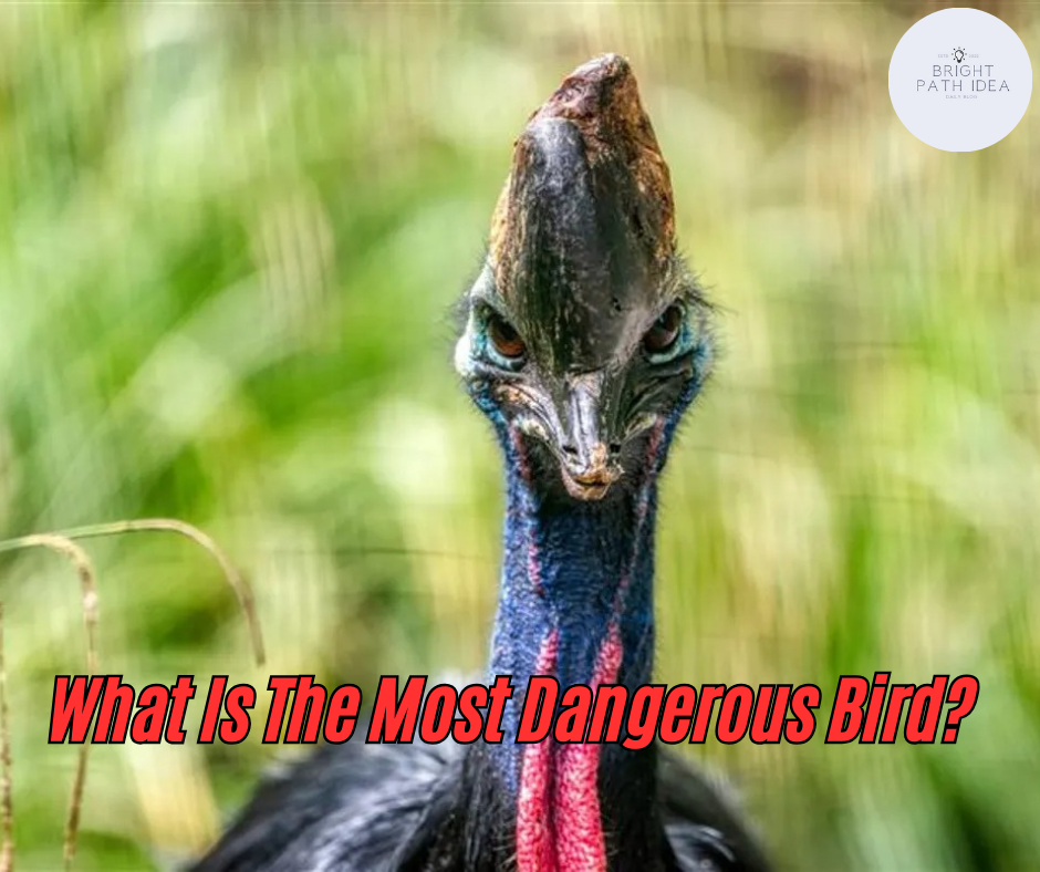 What Is The Most Dangerous Bird?