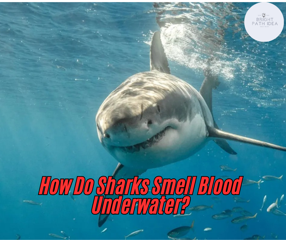 How Do Sharks Smell Blood Underwater?