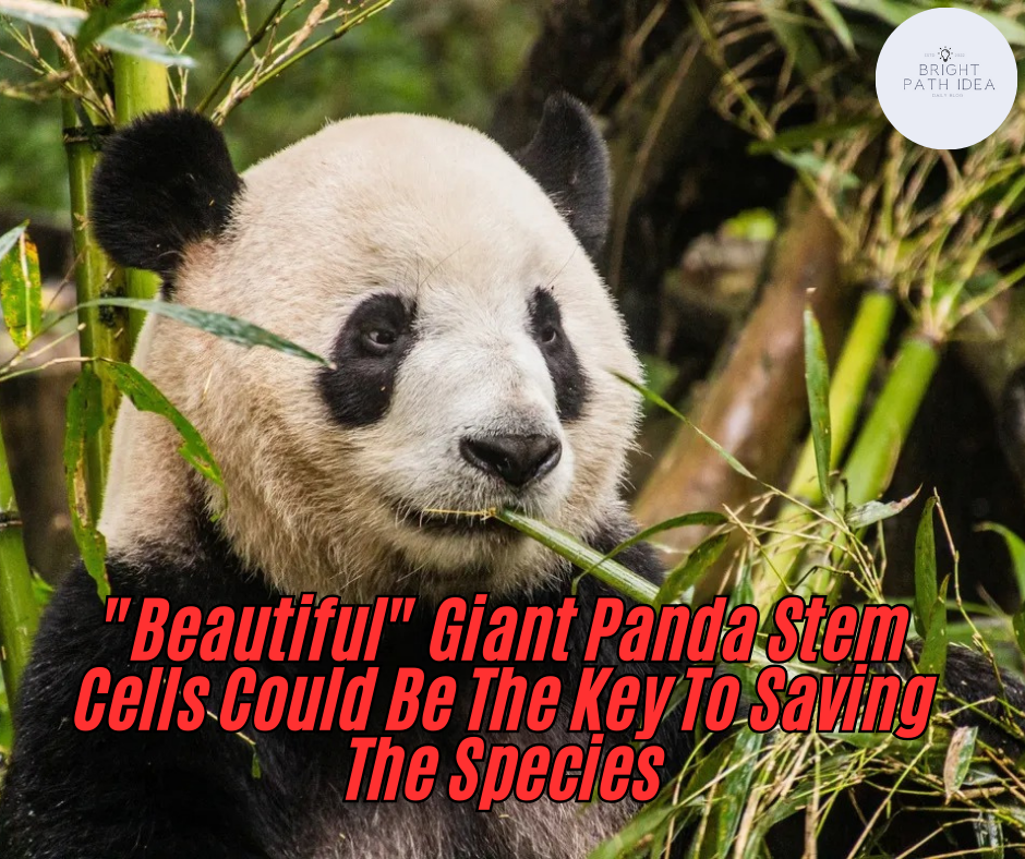 “Beautiful” Giant Panda Stem Cells Could Be The Key To Saving The Species