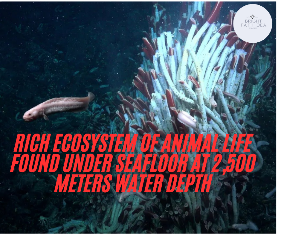 Rich Ecosystem Of Animal Life Found Under Seafloor At 2,500 Meters Water Depth