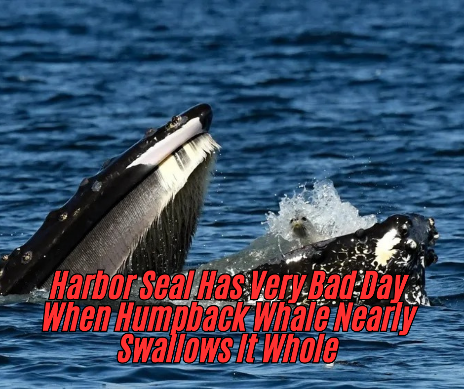 Harbor Seal Has Very Bad Day When Humpback Whale Nearly Swallows It Whole