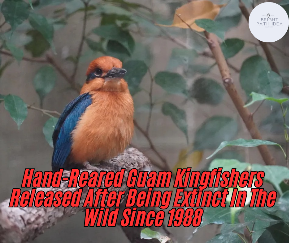 Hand-Reared Guam Kingfishers Released After Being Extinct In The Wild Since 1988