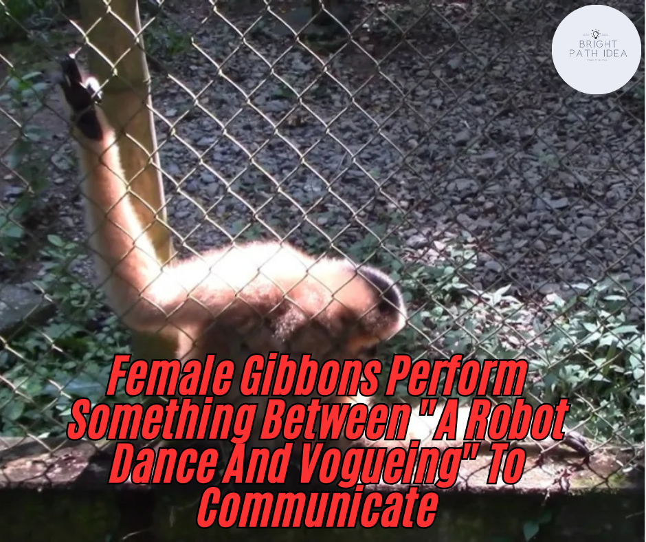 Female Gibbons Perform Something Between “A Robot Dance And Vogueing” To Communicate