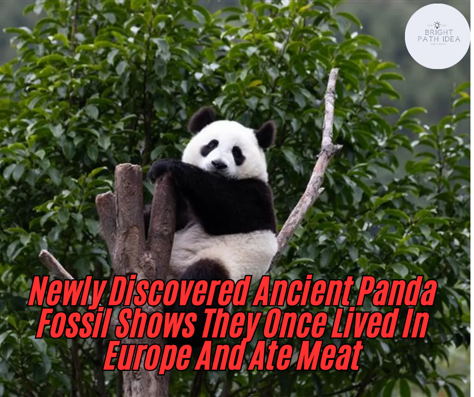 Newly Discovered Ancient Panda Fossil Shows They Once Lived In Europe And Ate Meat