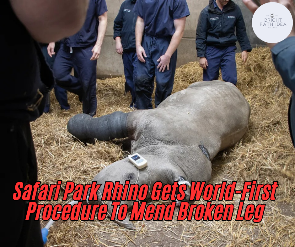 Safari Park Rhino Gets World-First Procedure To Mend Broken Leg