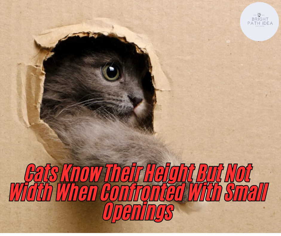 Cats Know Their Height But Not Width When Confronted With Small Openings