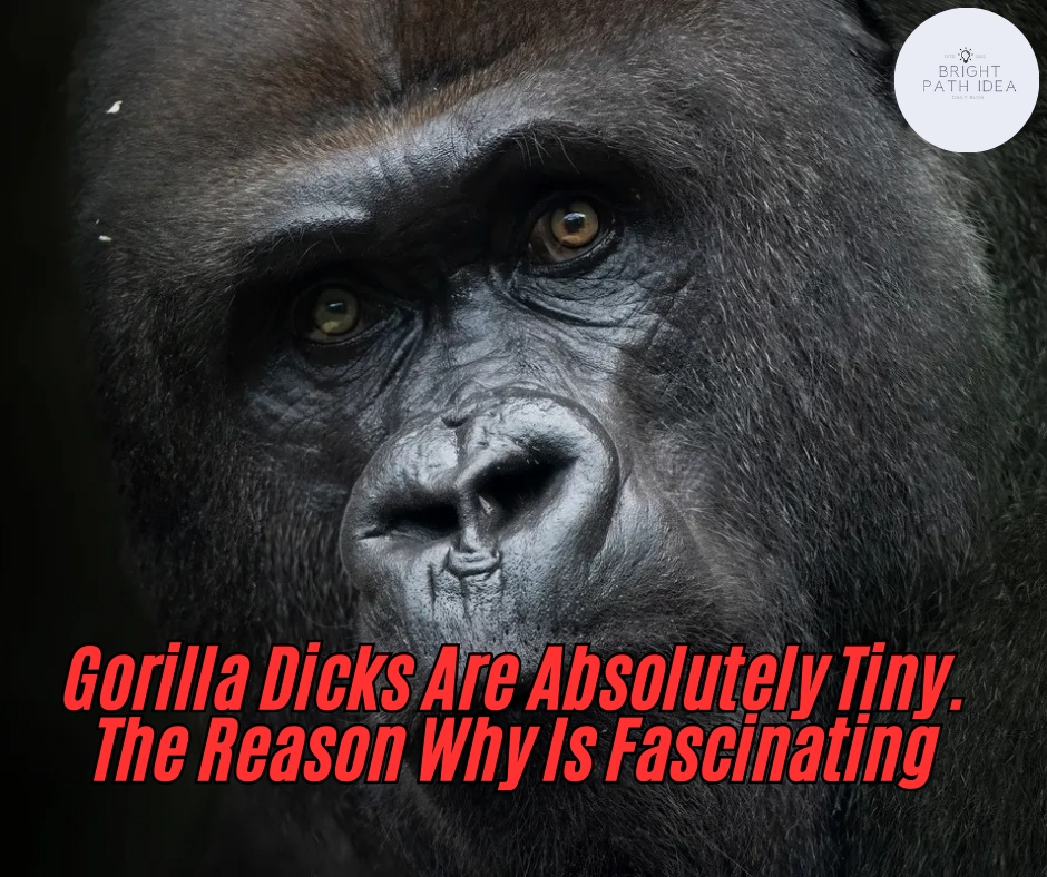 Gorilla Dicks Are Absolutely Tiny. The Reason Why Is Fascinating