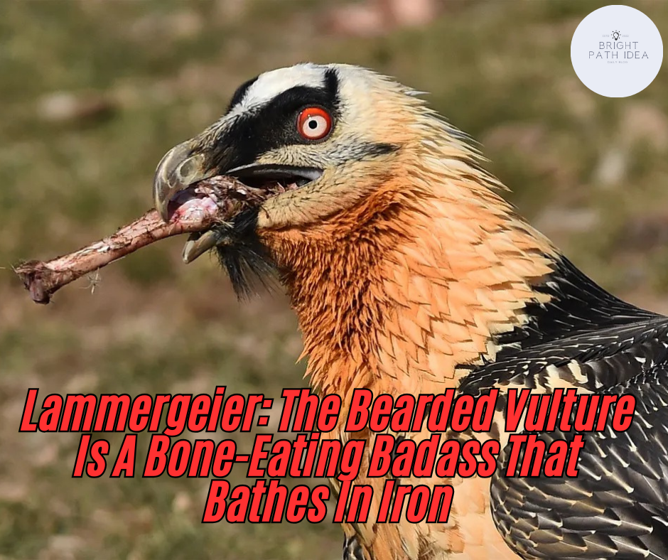 Lammergeier: The Bearded Vulture Is A Bone-Eating Badass That Bathes In Iron