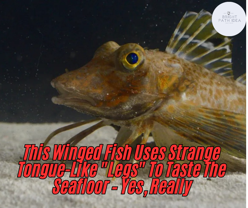 This Winged Fish Uses Strange Tongue-Like “Legs” To Taste The Seafloor – Yes, Really