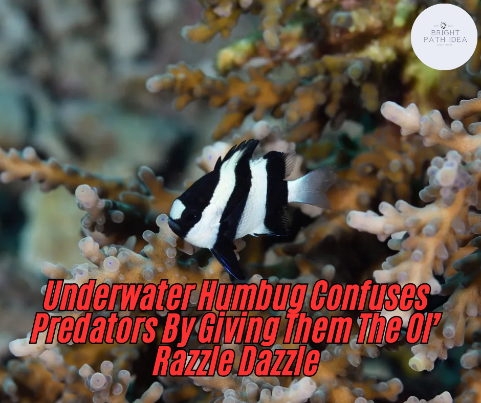 Underwater Humbug Confuses Predators By Giving Them The Ol’ Razzle Dazzle