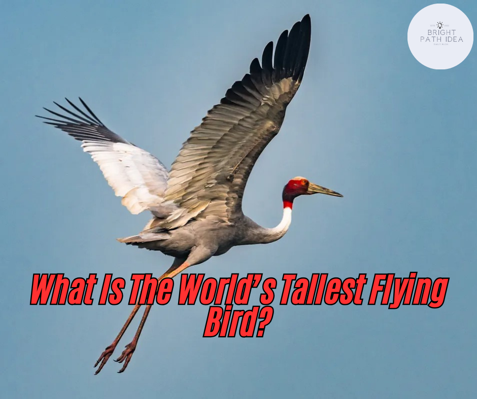 What Is The World’s Tallest Flying Bird?