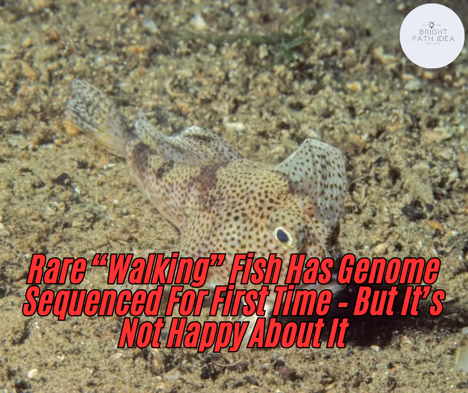 Rare “Walking” Fish Has Genome Sequenced For First Time – But It’s Not Happy About It