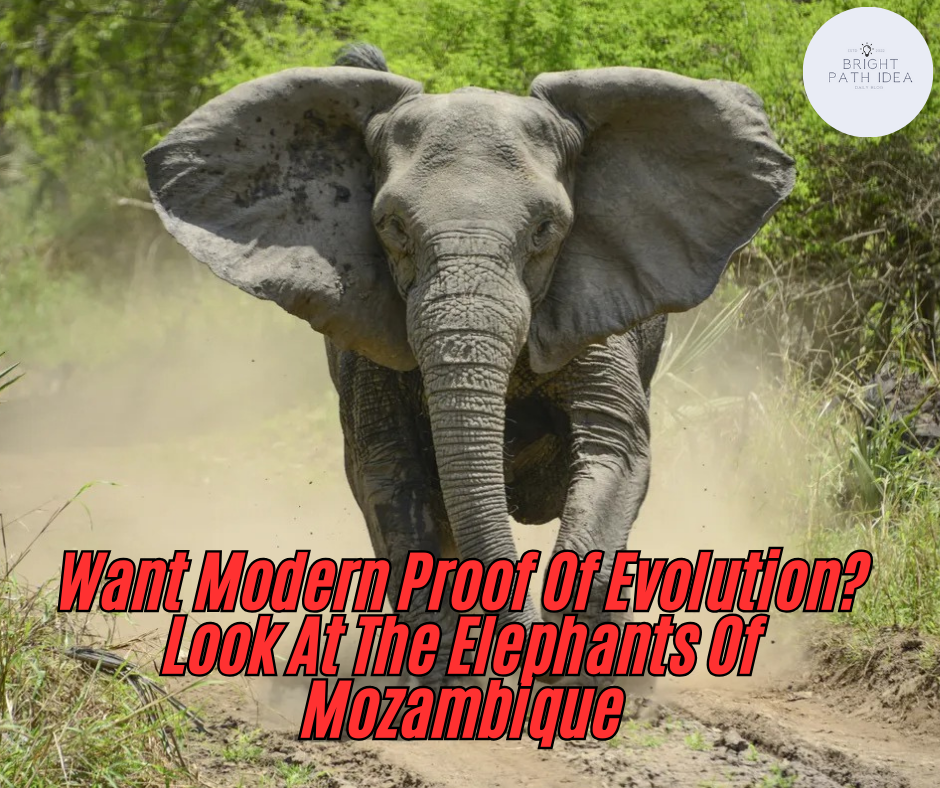 Want Modern Proof Of Evolution? Look At The Elephants Of Mozambique