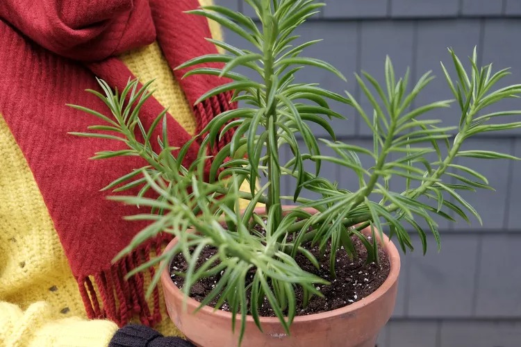 How to Bring Your Plants Indoors This Fall