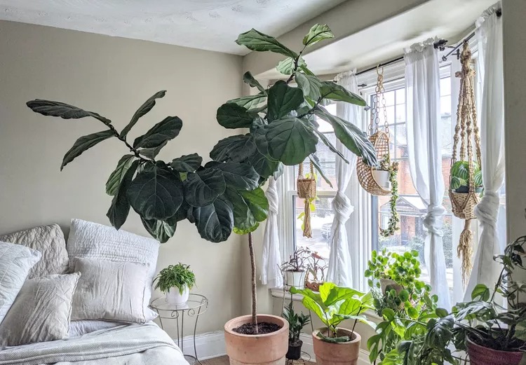 How to Help Your Houseplants This Winter