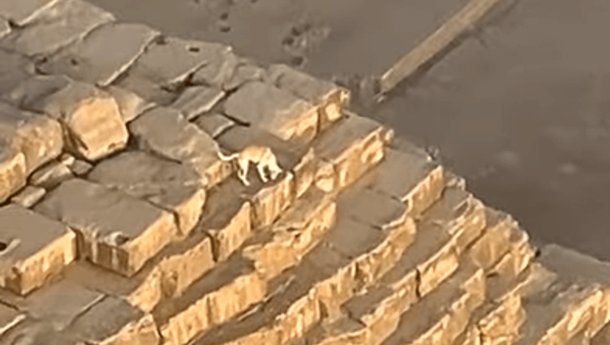 Dog Seen On Top Of Great Pyramid Of Giza In Bizarre Viral Video