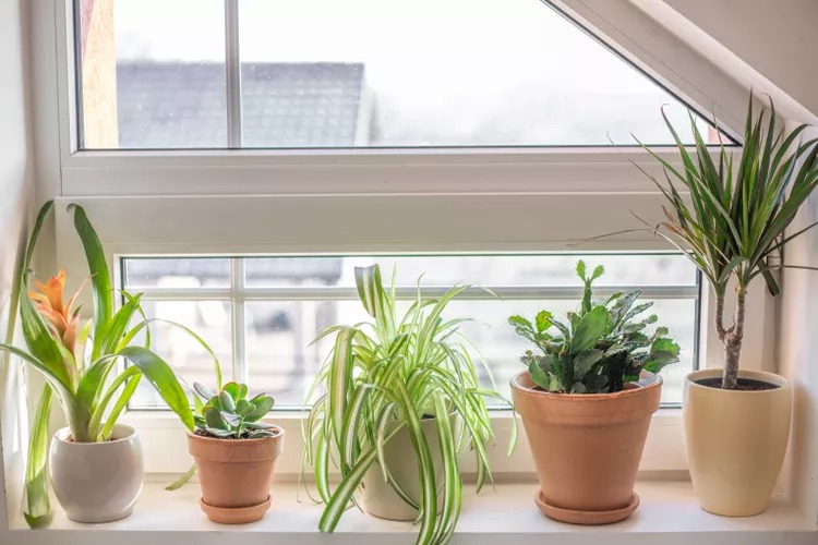 5 Houseplants for Removing Indoor Air Pollution