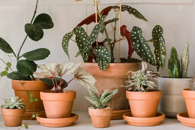 5 Health Benefits of Houseplants