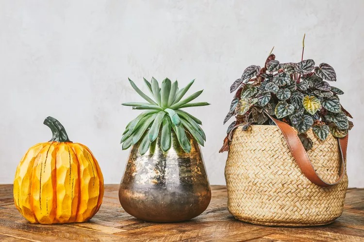 How to Prepare Houseplants for Fall