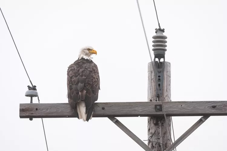 The Main Thing Killing Birds Near Power Lines Isnt Electrocution