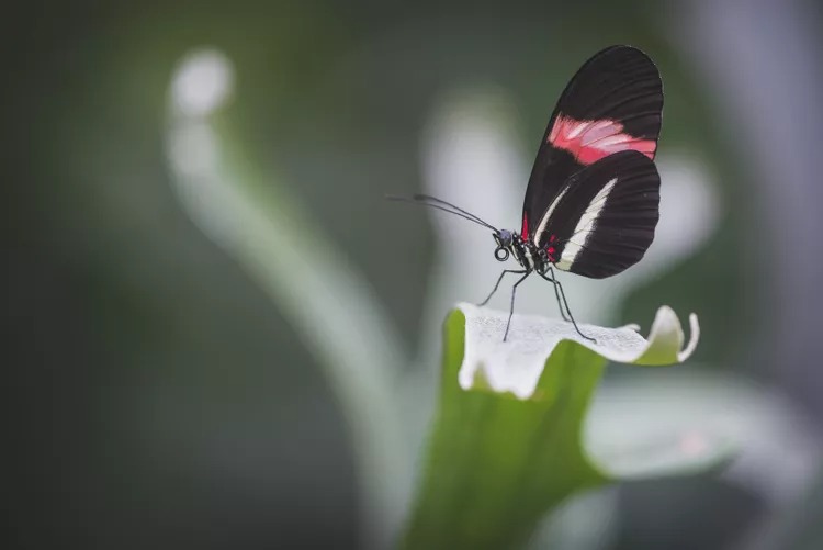 Butterflies Prove Complex Learning May Be More Common in Insects Than We Thought